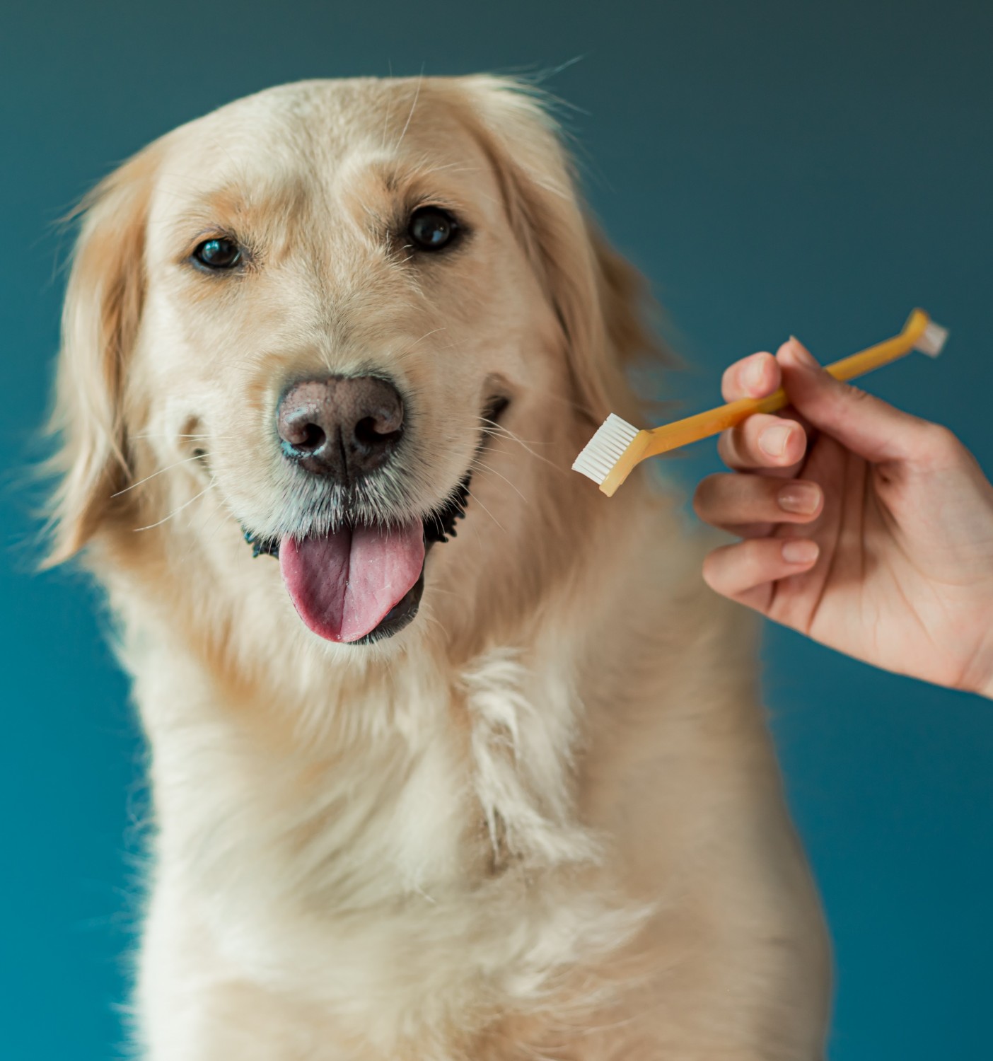 Golden retriever and toothbrush