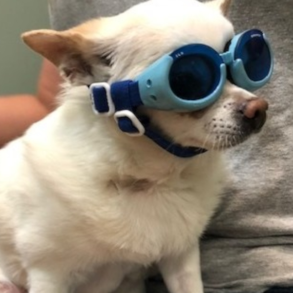 Dog undergoing laser surgery
